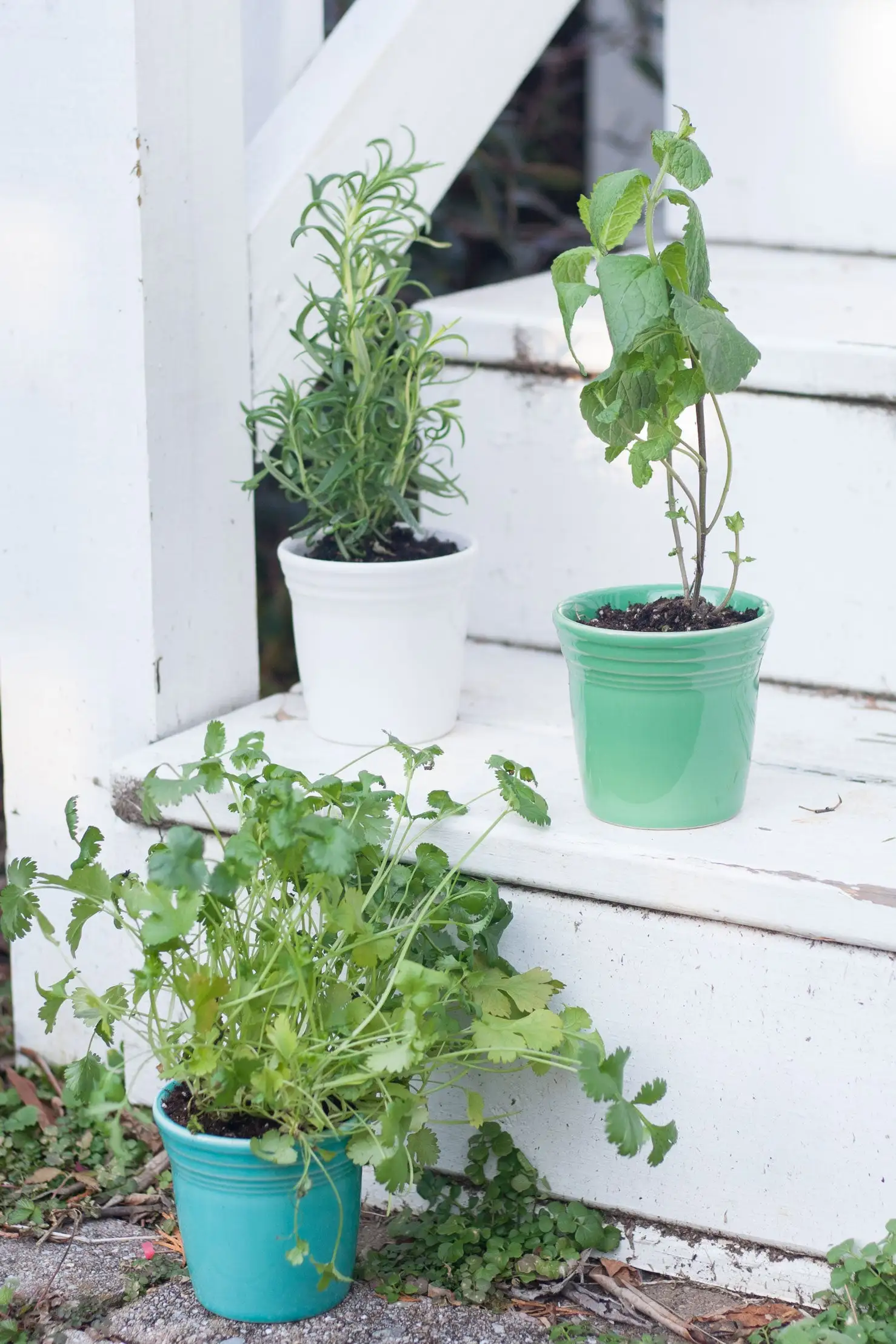 Fiesta Flower Pot Set 7 Fiesta Flower Pot Set - Image 5